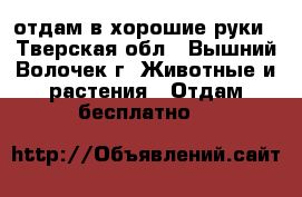 отдам в хорошие руки - Тверская обл., Вышний Волочек г. Животные и растения » Отдам бесплатно   